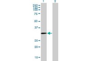 Western Blot analysis of CDO1 expression in transfected 293T cell line by CDO1 MaxPab polyclonal antibody. (CDO1 抗体  (AA 1-200))