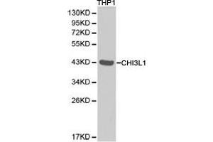 Western Blotting (WB) image for anti-Chitinase 3-Like 1 (Cartilage Glycoprotein-39) (CHI3L1) antibody (ABIN1871834) (CHI3L1 抗体)