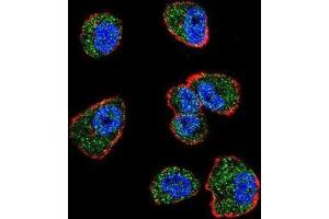 Immunofluorescence (IF) image for anti-cAMP Responsive Element Binding Protein 1 (CREB1) (AA 112-140), (Middle Region) antibody (ABIN951694)