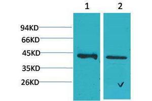 Western Blotting (WB) image for anti-Calcium Homeostasis Modulator 1 (CALHM1) antibody (ABIN3179062) (CALHM1 抗体)