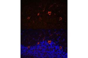 Immunofluorescence analysis of mouse brain using K antibody (ABIN7268068) at dilution of 1:100. (KAL1 抗体  (AA 200-300))