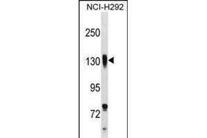 ITGB1 Antibody (C-term) (ABIN1537582 and ABIN2838263) western blot analysis in NCI- cell line lysates (35 μg/lane). (ITGB1 抗体  (C-Term))