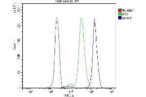 Flow Cytometry analysis of U937 cells using anti-BHMT antibody (ABIN7602515). (BHMT 抗体  (AA 80-406))