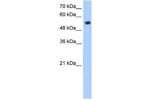 ZIK1 antibody (20R-1272) used at 0. (ZIK1 抗体  (N-Term))