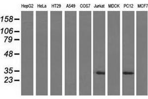 Western blot analysis of extracts (35 µg) from 9 different cell lines by using anti-FHL1 monoclonal antibody. (FHL1 抗体)