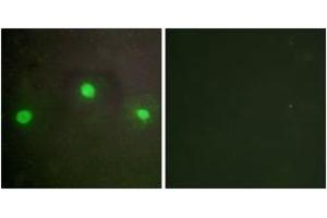 Immunofluorescence (IF) image for anti-helicase 2, X-linked (ATRX) (AA 111-160) antibody (ABIN2889485) (ATRX 抗体  (AA 111-160))
