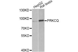Western blot analysis of extracts of various cell lines, using PRKCQ Antibody (ABIN5975395) at 1/1000 dilution. (PKC theta 抗体)