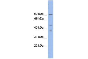 WB Suggested Anti-ZFX Antibody Titration:  0. (ZFX 抗体  (N-Term))