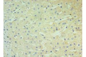 Immunohistochemistry of paraffin-embedded human liver tissue using ABIN7145678 at dilution of 1:100 (BST2 抗体  (AA 49-161))