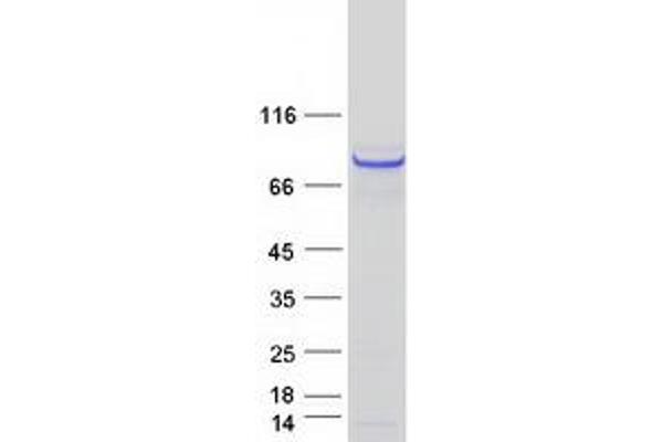 RAD18 Protein (Myc-DYKDDDDK Tag)