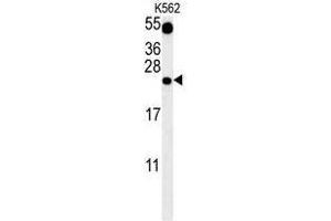 TFAM Antibody (C-term) western blot analysis in K562 cell line lysates (35 µg/lane).