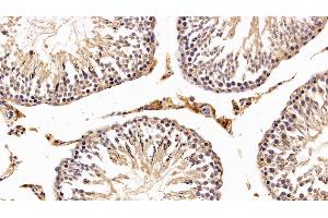Detection of SIRT3 in Rat Testis Tissue using Polyclonal Antibody to Sirtuin 3 (SIRT3) (SIRT3 抗体  (AA 127-303))