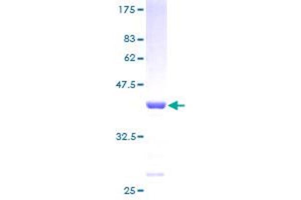 NUTF2 Protein (AA 1-127) (GST tag)