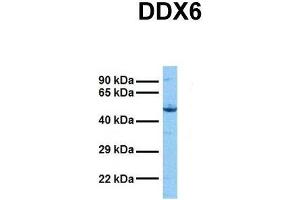 Host:  Rabbit  Target Name:  DDX6  Sample Tissue:  Human Hela  Antibody Dilution:  1. (DDX6 抗体  (N-Term))
