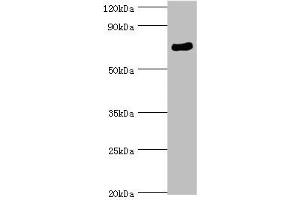 Western blot All lanes: SPAG16 antibody at 6 μg/mL + Mouse brain tissue Secondary Goat polyclonal to rabbit IgG at 1/10000 dilution Predicted band size: 71, 51, 30, 21, 40 kDa Observed band size: 71 kDa (SPAG16 抗体  (AA 1-183))