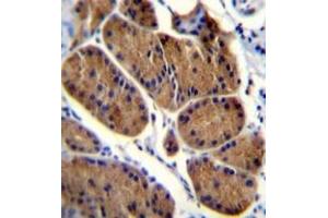 Immunohistochemistry analysis in formalin fixed and paraffin embedded human stomach tissue reacted with NDUFS8 Antibody (Center) followed which was peroxidase conjugated to the secondary antibody and followed by DAB staining. (NDUFS8 抗体  (Middle Region))