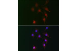 Immunofluorescence analysis of NIH-3T3 cells using FB2 Rabbit pAb (ABIN7267112) at dilution of 1:100 (40x lens). (FAM160B2 抗体)