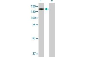 Western Blot analysis of NLRP1 expression in transfected 293T cell line by NLRP1 MaxPab polyclonal antibody. (NLRP1 抗体  (AA 1-1429))