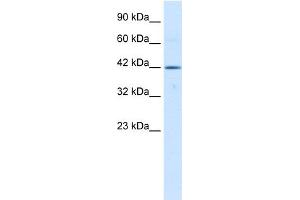 WB Suggested Anti-TBX6 Antibody Titration:  0. (T-Box 6 抗体  (Middle Region))