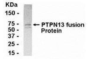 Western Blotting (WB) image for anti-Protein tyrosine Phosphatase, Non-Receptor Type 13 (APO-1/CD95 (Fas)-Associated Phosphatase) (PTPN13) (AA 212-399) antibody (ABIN2468004) (PTPN13 抗体  (AA 212-399))