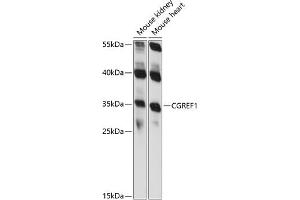 Western blot analysis of extracts of various cell lines, using CGREF1 antibody (ABIN7266266) at 1:1000 dilution. (CGREF1 抗体  (AA 20-200))