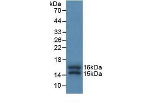 Detection of Recombinant FKBP1A, Human using Monoclonal Antibody to FK506 Binding Protein 1A (FKBP1A) (FKBP1A 抗体  (AA 2-108))