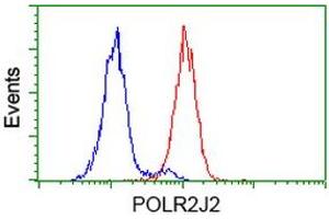 Image no. 2 for anti-Polymerase (RNA) II (DNA Directed) Polypeptide J2 (POLR2J2) antibody (ABIN1500337) (POLR2J2 抗体)