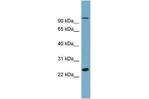Western Blotting (WB) image for anti-Sema Domain, Immunoglobulin Domain (Ig), Short Basic Domain, Secreted, (Semaphorin) 3D (SEMA3D) (Middle Region) antibody (ABIN2786249)