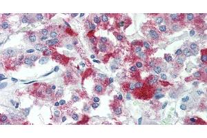 Immunohistochemistry of paraffin-embedded Adrenal tissue using TMEFF2 Polyclonal Antibody at dilution of 1:90 . (TMEFF2 抗体)