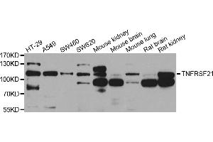 Western blot analysis of extracts of various cell lines, using TNFRSF21 antibody (ABIN5975511) at 1/1000 dilution. (TNFRSF21 抗体)