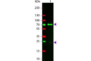 Western Blot of Donkey anti-Chicken IgG Rhodamine Conjugated Antibody. (驴 anti-小鸡 IgG (Heavy & Light Chain) Antibody (TRITC) - Preadsorbed)