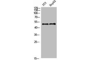 Western Blot analysis of 3T3 HEPG2 cells using Factor IX Polyclonal Antibody diluted at 1:800. (Coagulation Factor IX 抗体  (AA 412-461))