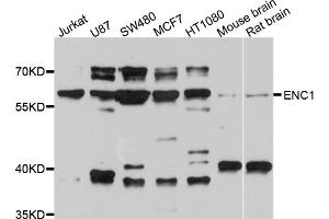 Western blot analysis of extracts of various cell lines, using ENC1 antibody (ABIN4903575) at 1:1000 dilution. (ENC1 抗体)