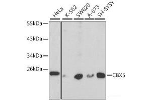 Western blot analysis of extracts of various cell lines using CBX5 Polyclonal Antibody at dilution of 1:1000. (CBX5 抗体)