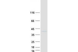 Western Blotting (WB) image for Transcription Elongation Factor A (SII)-Like 2 (TCEAL2) protein (Myc-DYKDDDDK Tag) (ABIN2733344)