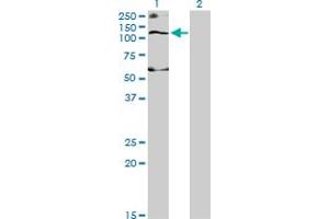 Western Blot analysis of SLC12A4 expression in transfected 293T cell line by SLC12A4 monoclonal antibody (M01), clone 1H6.