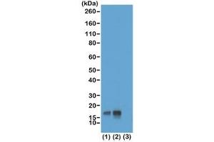 Western blot test of acid extracts of HeLa cells non-treated (1) or treated (2) with Nocodazole, and recombinant Histone H3. (Recombinant Histone 3 抗体  (pThr3))