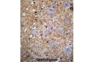 XKR4 Antibody (C-term) immunohistochemistry analysis in formalin fixed and paraffin embedded human brain tissue followed by peroxidase conjugation of the secondary antibody and DAB staining. (XKR4 抗体  (C-Term))