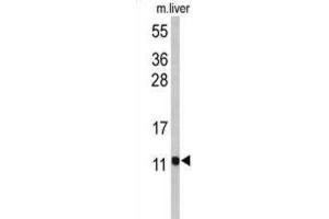Western Blotting (WB) image for anti-Pterin-4 alpha-Carbinolamine Dehydratase/dimerization Cofactor of Hepatocyte Nuclear Factor 1 alpha (PCBD1) antibody (ABIN2971024) (PCBD1 抗体)