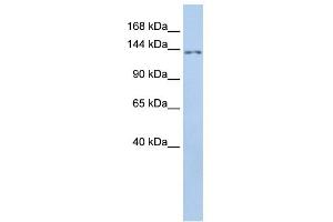 WB Suggested Anti-TMEM132B Antibody Titration:  0. (TMEM132B 抗体  (Middle Region))