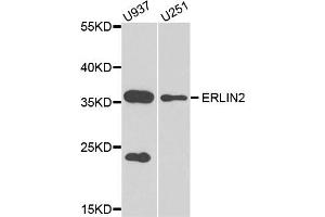 Western blot analysis of extract of U937 and U251 cells, using ERLIN2 antibody. (ERLIN2 抗体)
