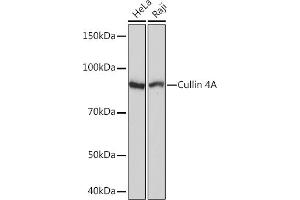 Western blot analysis of extracts of various cell lines, using Cullin 4A Rabbit mAb (ABIN7266545) at 1:1000 dilution. (Cullin 4A 抗体)