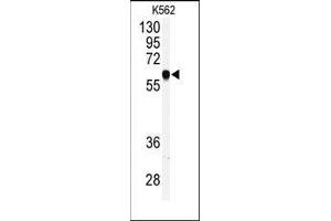 Western blot analysis of anti-PRKCABP Antibody (C-term) in K562 cell line lysates (35ug/lane). (PICK1 抗体  (C-Term))