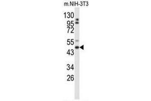 Western blot analysis of GORAB Antibody (N-term) in mouse NIH-3T3 cell line lysates (35µg/lane). (GORAB 抗体  (N-Term))