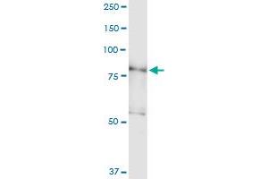 Immunoprecipitation of PDXDC1 transfected lysate using anti-PDXDC1 MaxPab rabbit polyclonal antibody and Protein A Magnetic Bead , and immunoblotted with PDXDC1 purified MaxPab mouse polyclonal antibody (B01P) . (PDXDC1 抗体  (AA 1-788))
