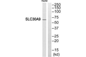 Western Blotting (WB) image for anti-Solute Carrier Family 30 (Zinc Transporter), Member 9 (SLC30A9) (Internal Region) antibody (ABIN1852424) (SLC30A9 抗体  (Internal Region))