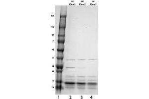 Recombinant Histone H4 trimethyl Lys5 tested by SDS-PAGE gel. (Histone H4 Protein (3meLys5))