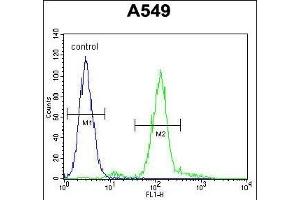 ZEB1 Antibody ( Ascites) ABIN659081 flow cytometric analysis of A549 cells (right histogram) compared to a negative control cell (left histogram). (ZEB1 抗体  (AA 69-97))