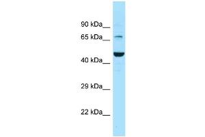 Western Blotting (WB) image for anti-Solute Carrier Family 6 (Neurotransmitter Transporter, GABA), Member 11 (SLC6A11) (C-Term) antibody (ABIN2788129) (SLC6A11 抗体  (C-Term))