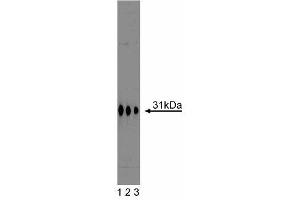 Western blot analysis of Syntaxin 6 on a A431 cell lysate (Human epithelial carcinoma, ATCC CRL-1555). (Syntaxin 6 抗体  (AA 6-136))